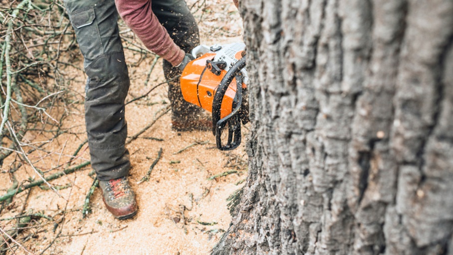 Regular Tree Inspections